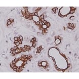 Anti-Cytokeratin-7 Antibody from Bioworld Technology (MB9008) - Antibodies.com