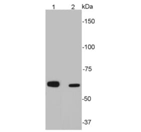 Anti-SQSTM1 Antibody from Bioworld Technology (MB9009) - Antibodies.com