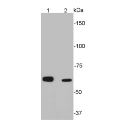 Anti-SQSTM1 Antibody from Bioworld Technology (MB9009) - Antibodies.com