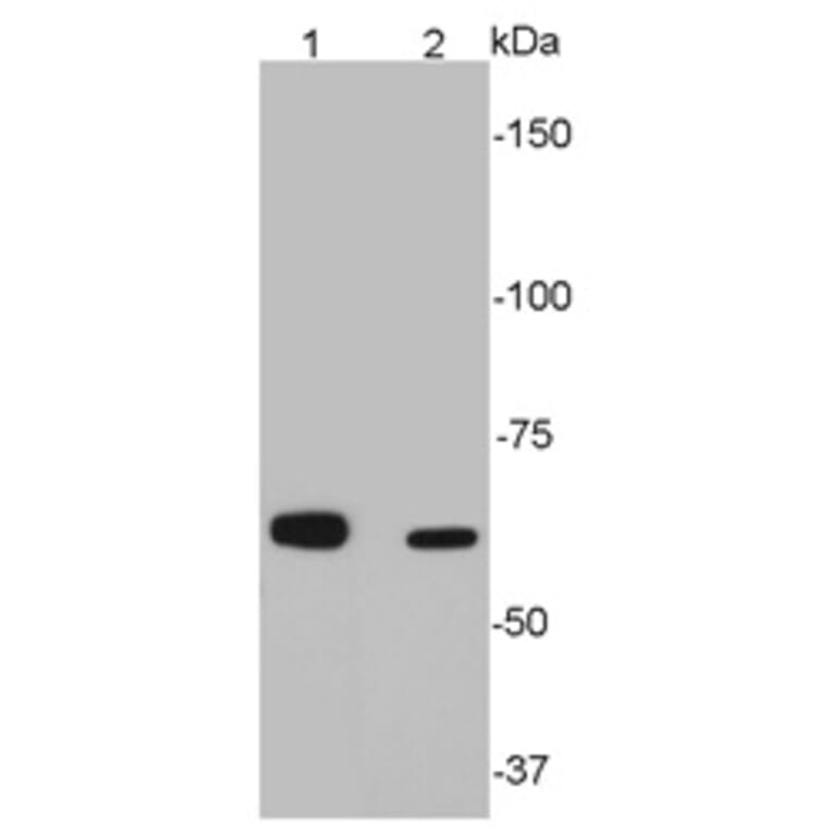 Anti-SQSTM1 Antibody from Bioworld Technology (MB9009) - Antibodies.com