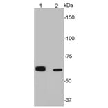 Anti-SQSTM1 Antibody from Bioworld Technology (MB9009) - Antibodies.com