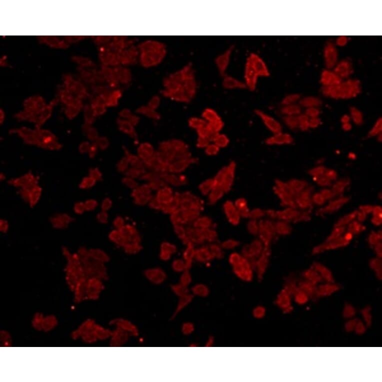 Anti-SQSTM1 Antibody from Bioworld Technology (MB9009) - Antibodies.com