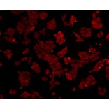 Anti-SQSTM1 Antibody from Bioworld Technology (MB9009) - Antibodies.com