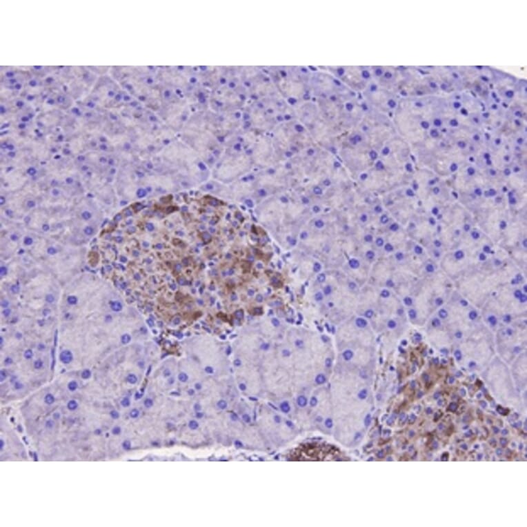 Anti-SQSTM1 Antibody from Bioworld Technology (MB9009) - Antibodies.com