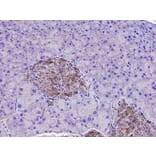 Anti-SQSTM1 Antibody from Bioworld Technology (MB9009) - Antibodies.com