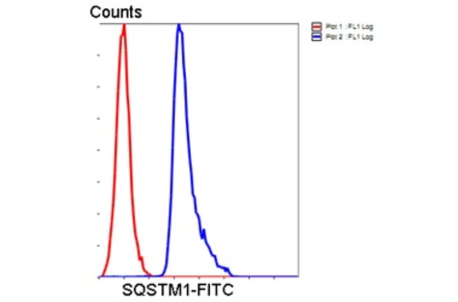 Anti-SQSTM1 Antibody from Bioworld Technology (MB9009) - Antibodies.com