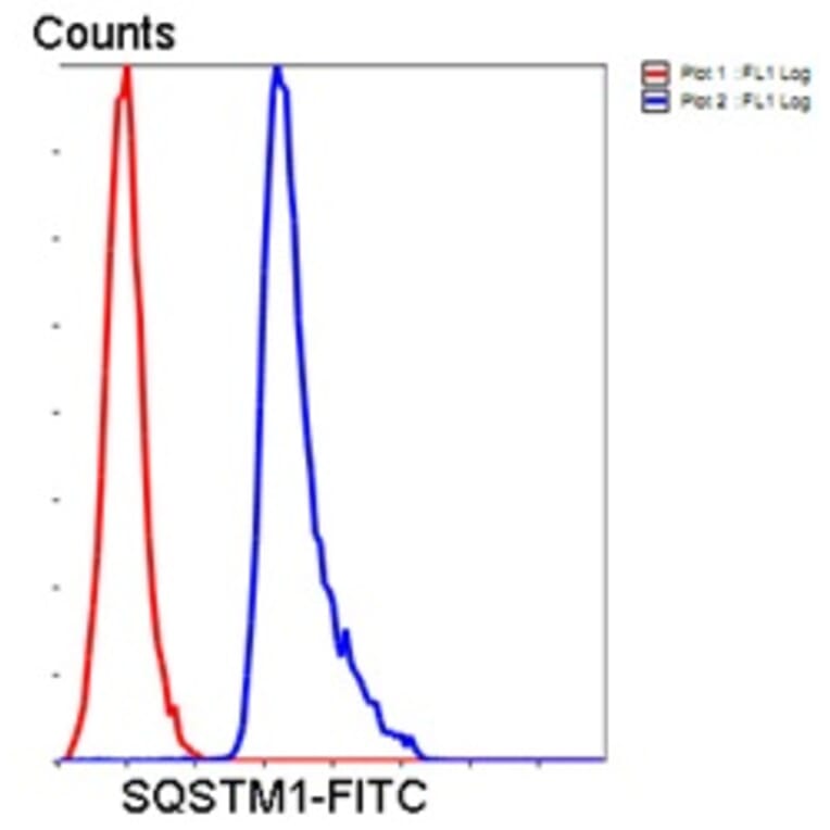 Anti-SQSTM1 Antibody from Bioworld Technology (MB9009) - Antibodies.com