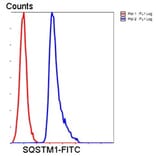 Anti-SQSTM1 Antibody from Bioworld Technology (MB9009) - Antibodies.com