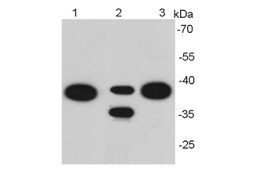 Anti-EPCAM Antibody from Bioworld Technology (MB9010) - Antibodies.com