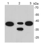 Anti-EPCAM Antibody from Bioworld Technology (MB9010) - Antibodies.com