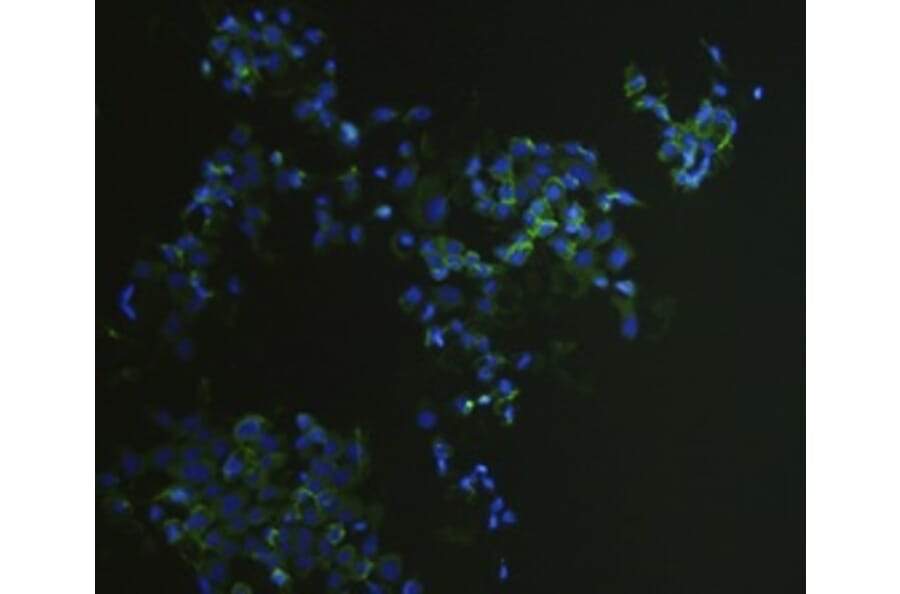 Anti-EPCAM Antibody from Bioworld Technology (MB9010) - Antibodies.com