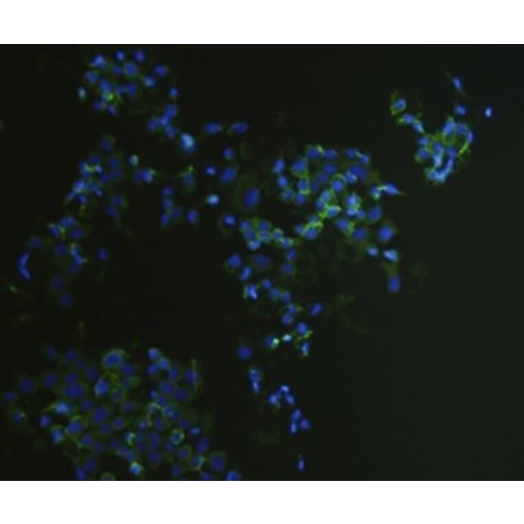 Anti-EPCAM Antibody from Bioworld Technology (MB9010) - Antibodies.com