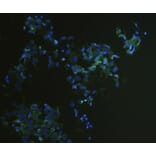Anti-EPCAM Antibody from Bioworld Technology (MB9010) - Antibodies.com
