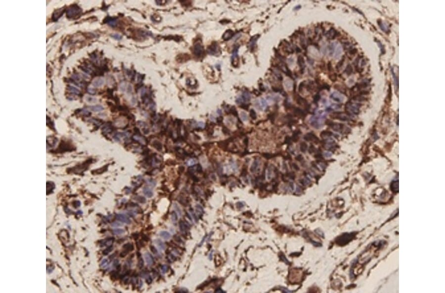 Anti-EPCAM Antibody from Bioworld Technology (MB9010) - Antibodies.com