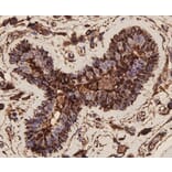 Anti-EPCAM Antibody from Bioworld Technology (MB9010) - Antibodies.com