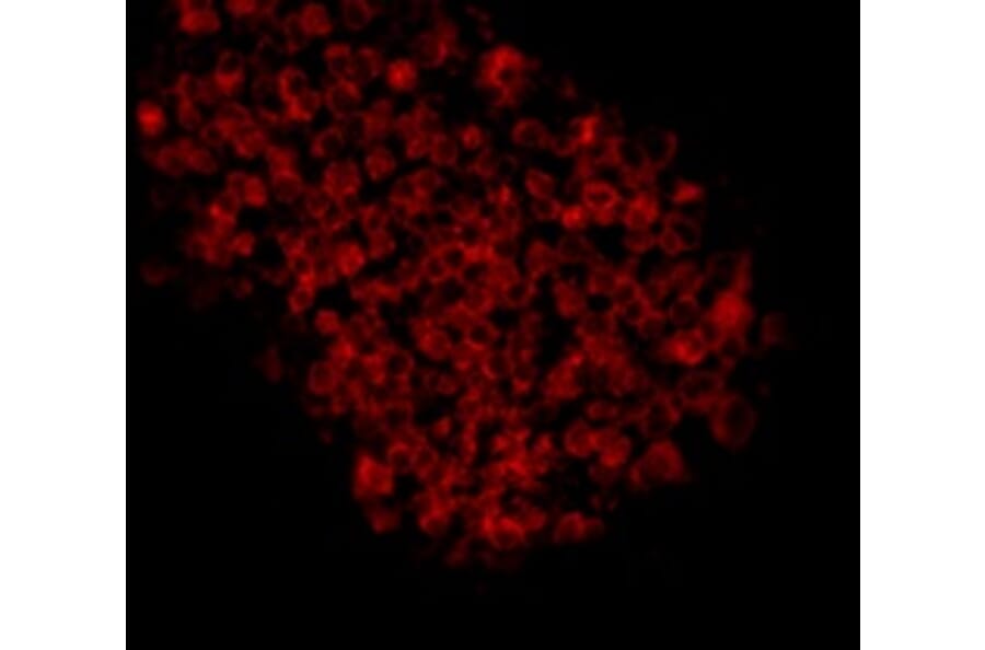 Anti-EPCAM Antibody from Bioworld Technology (MB9010) - Antibodies.com