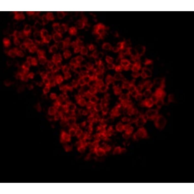 Anti-EPCAM Antibody from Bioworld Technology (MB9010) - Antibodies.com