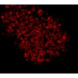 Anti-EPCAM Antibody from Bioworld Technology (MB9010) - Antibodies.com