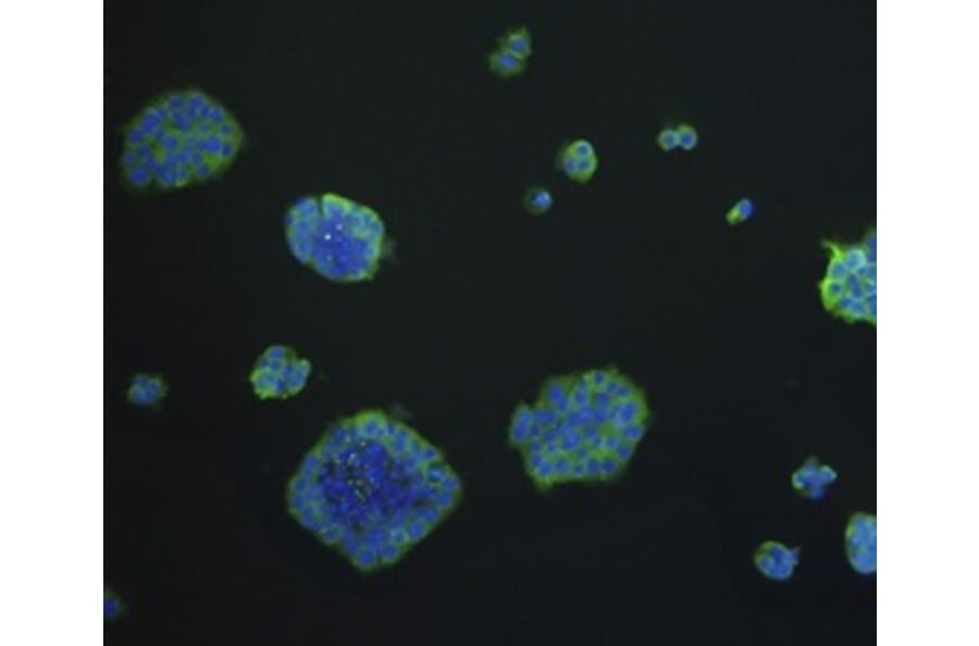 Anti-EPCAM Antibody from Bioworld Technology (MB9010) - Antibodies.com