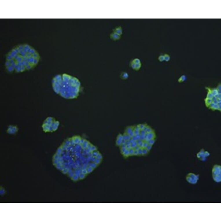 Anti-EPCAM Antibody from Bioworld Technology (MB9010) - Antibodies.com