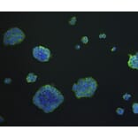 Anti-EPCAM Antibody from Bioworld Technology (MB9010) - Antibodies.com