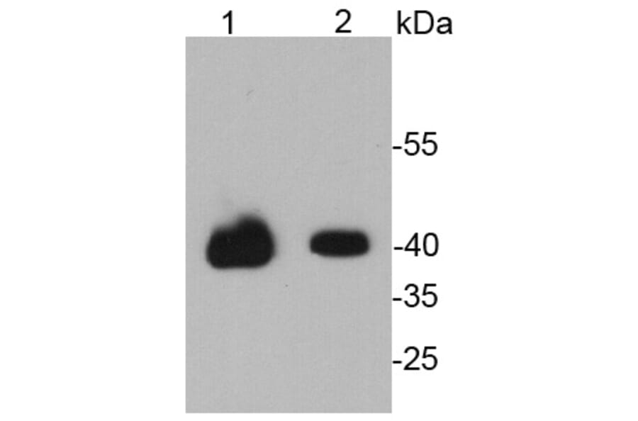 Anti-38261 Antibody from Bioworld Technology (MB9011) - Antibodies.com