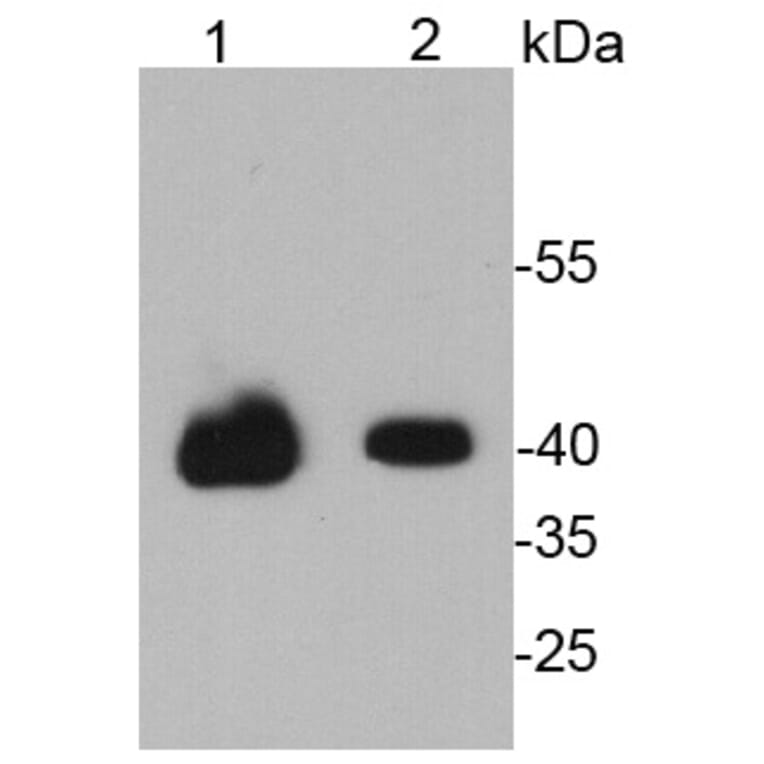Anti-38261 Antibody from Bioworld Technology (MB9011) - Antibodies.com
