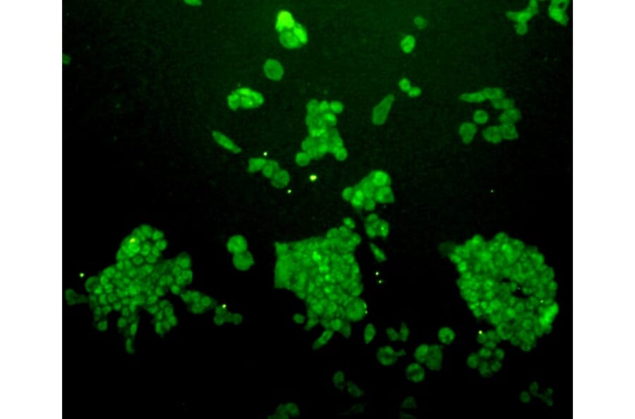 Anti-38261 Antibody from Bioworld Technology (MB9011) - Antibodies.com