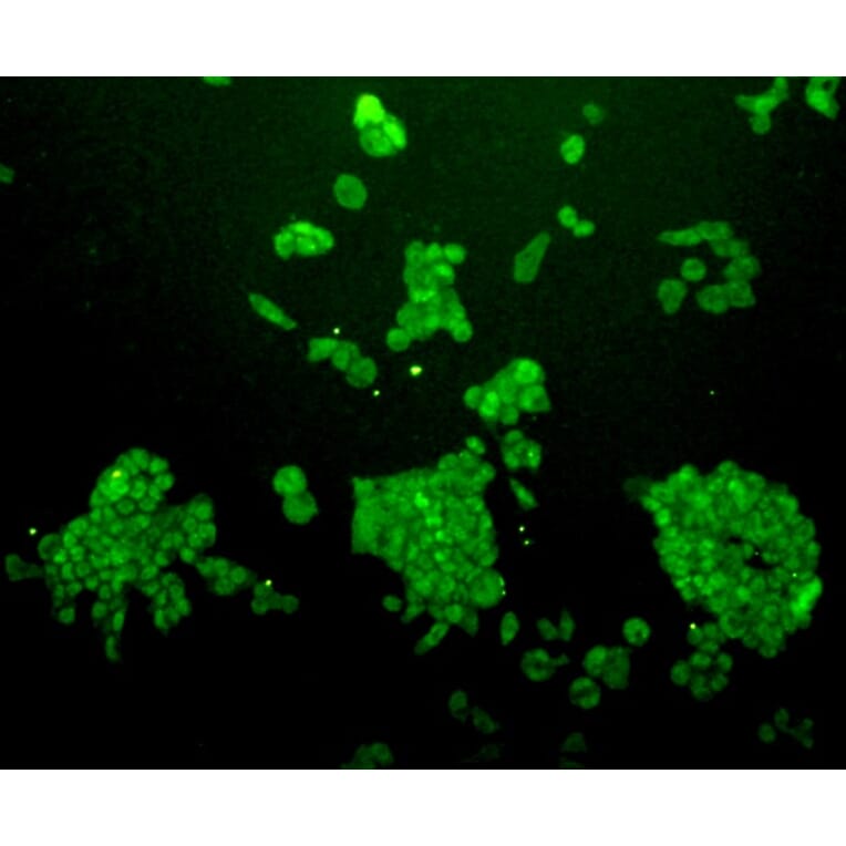 Anti-38261 Antibody from Bioworld Technology (MB9011) - Antibodies.com