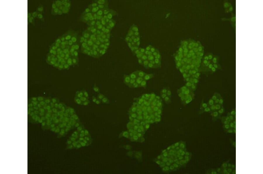 Anti-38261 Antibody from Bioworld Technology (MB9011) - Antibodies.com