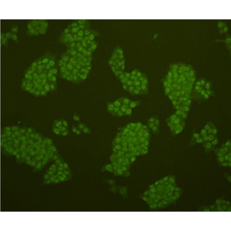Anti-38261 Antibody from Bioworld Technology (MB9011) - Antibodies.com
