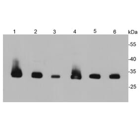 Anti-PCNA Antibody from Bioworld Technology (MB9012) - Antibodies.com