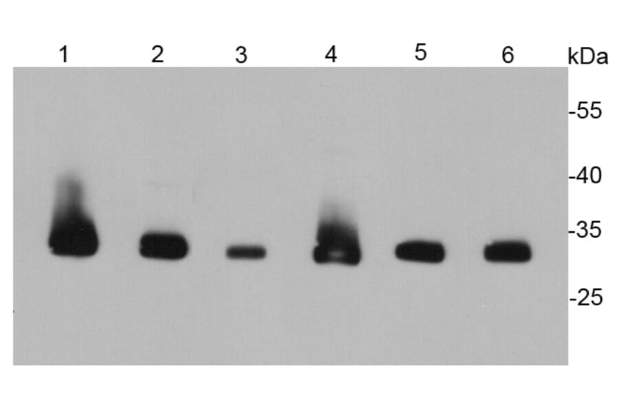 Anti-PCNA Antibody from Bioworld Technology (MB9012) - Antibodies.com