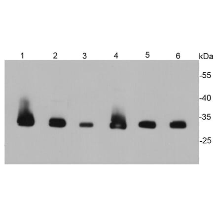 Anti-PCNA Antibody from Bioworld Technology (MB9012) - Antibodies.com