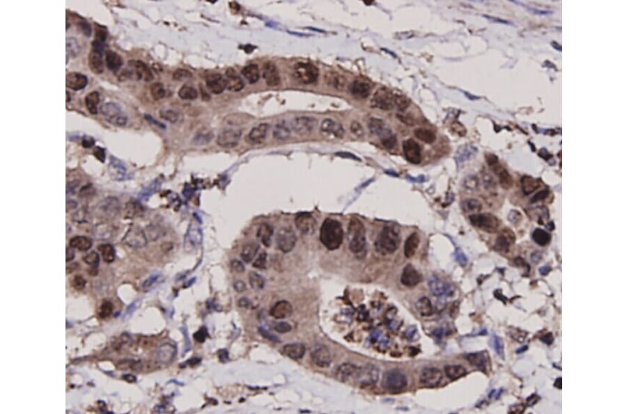 Anti-PCNA Antibody from Bioworld Technology (MB9012) - Antibodies.com