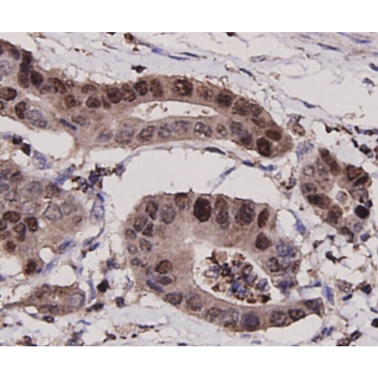 Anti-PCNA Antibody from Bioworld Technology (MB9012) - Antibodies.com