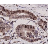 Anti-PCNA Antibody from Bioworld Technology (MB9012) - Antibodies.com