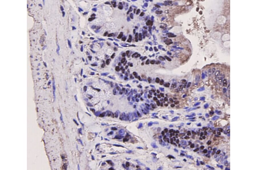 Anti-PCNA Antibody from Bioworld Technology (MB9012) - Antibodies.com