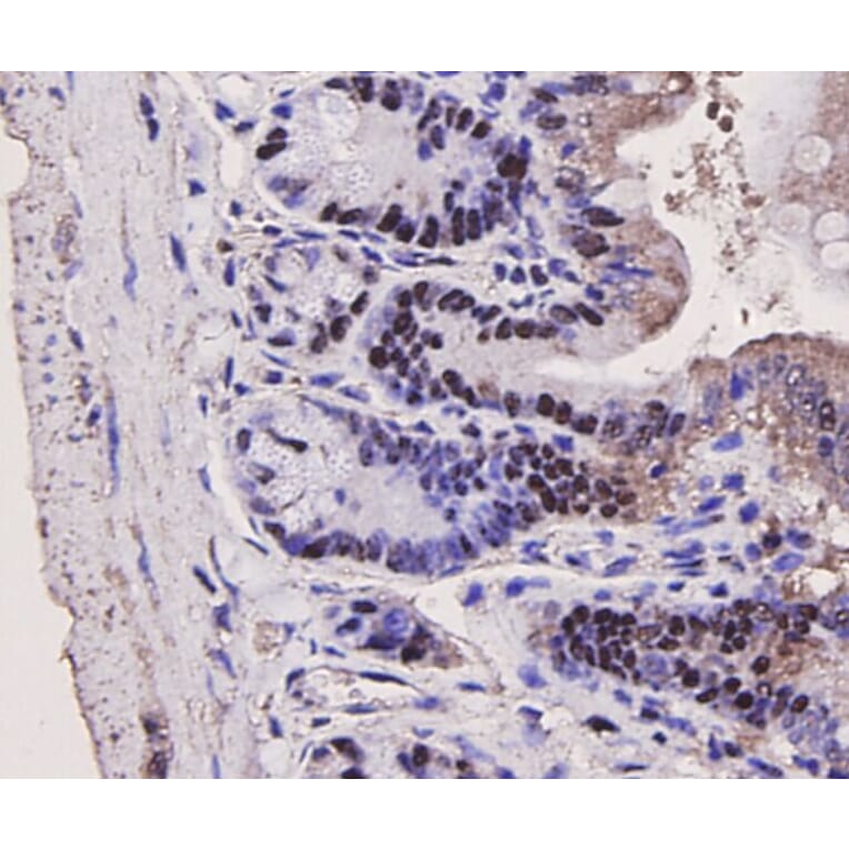 Anti-PCNA Antibody from Bioworld Technology (MB9012) - Antibodies.com