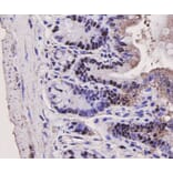 Anti-PCNA Antibody from Bioworld Technology (MB9012) - Antibodies.com