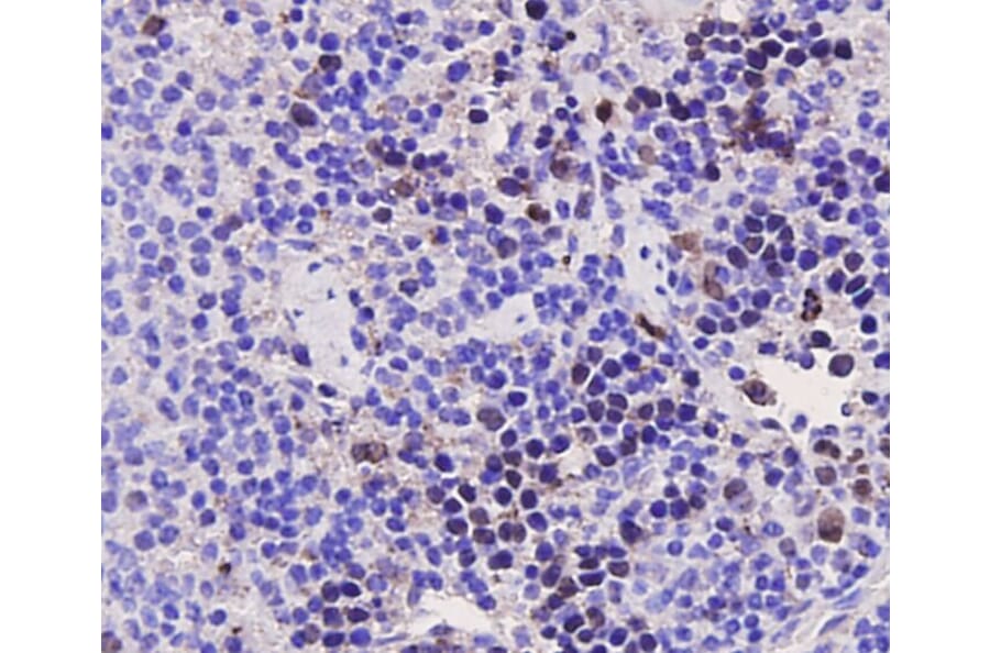 Anti-PCNA Antibody from Bioworld Technology (MB9012) - Antibodies.com