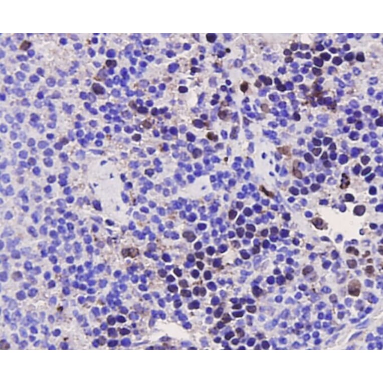 Anti-PCNA Antibody from Bioworld Technology (MB9012) - Antibodies.com