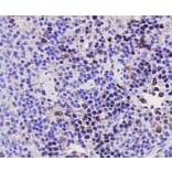 Anti-PCNA Antibody from Bioworld Technology (MB9012) - Antibodies.com