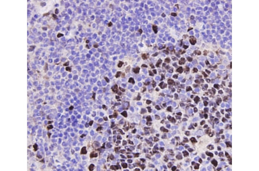 Anti-PCNA Antibody from Bioworld Technology (MB9012) - Antibodies.com