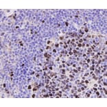 Anti-PCNA Antibody from Bioworld Technology (MB9012) - Antibodies.com