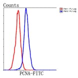 Anti-PCNA Antibody from Bioworld Technology (MB9012) - Antibodies.com