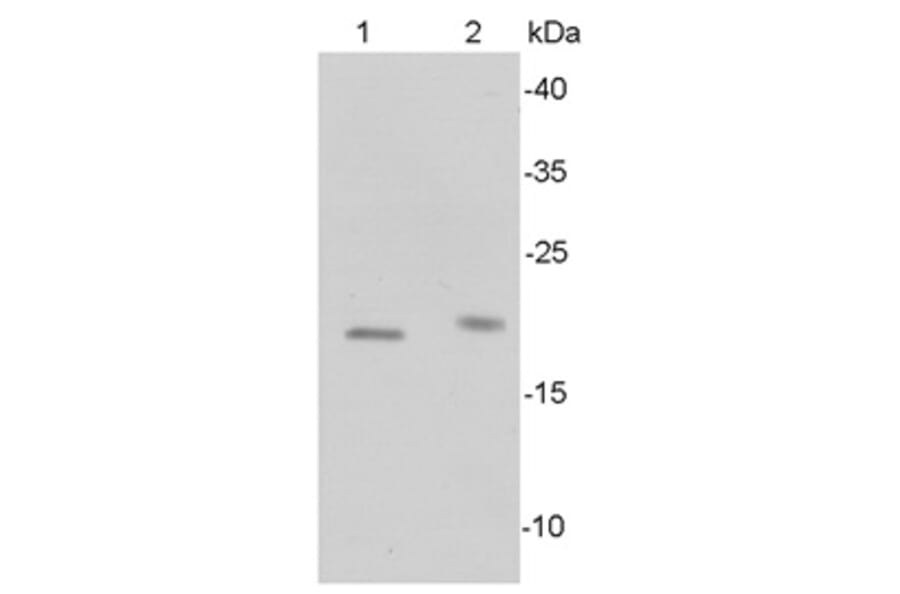 Anti-Bax Antibody from Bioworld Technology (MB9013) - Antibodies.com