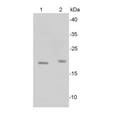 Anti-Bax Antibody from Bioworld Technology (MB9013) - Antibodies.com