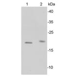 Anti-Bax Antibody from Bioworld Technology (MB9013) - Antibodies.com
