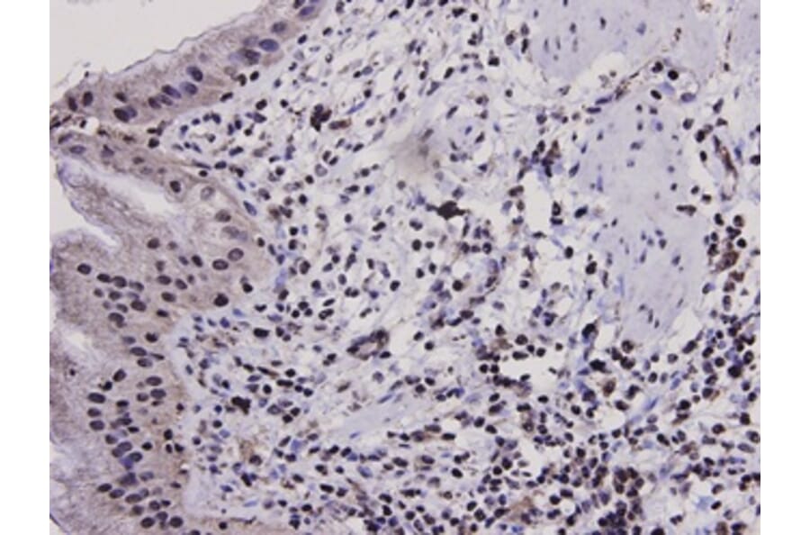 Anti-Bax Antibody from Bioworld Technology (MB9013) - Antibodies.com